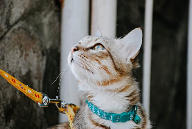 How to Train Your Cat to Walk on a Leash
